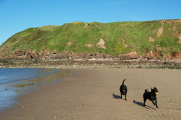 Beach and dogs
